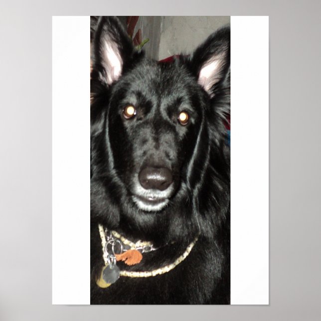 Black Belgian Shepherd Poster (Front)