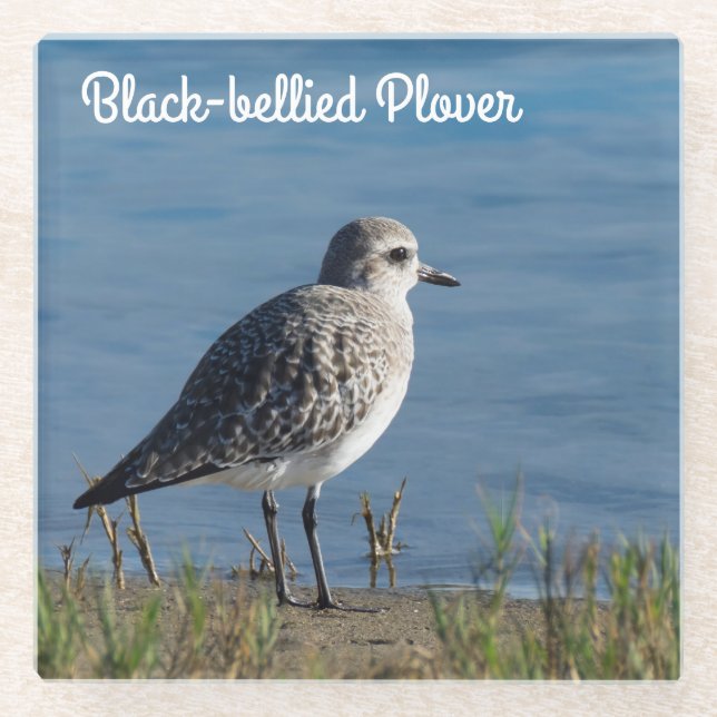 Black-bellied Plover Glass Coaster (Front)