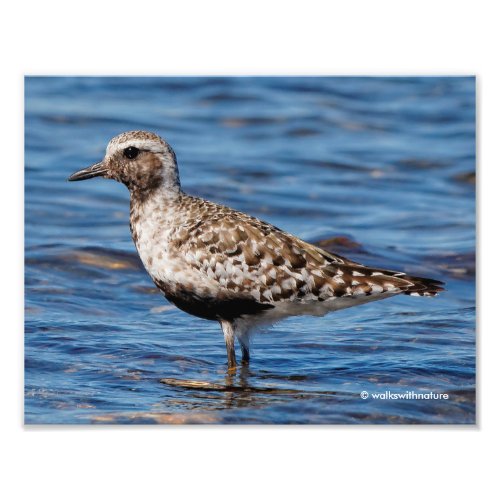 Black_Bellied Plover on the Shore Photo Print