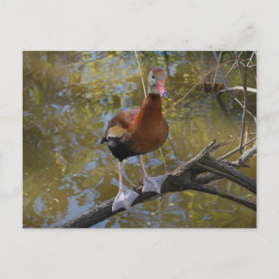 Black-Bellied Whistling Duck 2 Postcard