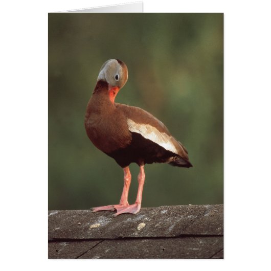 Black-bellied Whistling Duck Cards (Front)