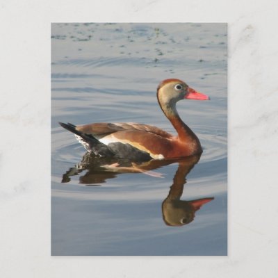 Black-bellied Whistling Duck Postcard