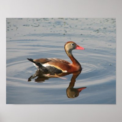 Black-bellied Whistling-Duck Poster