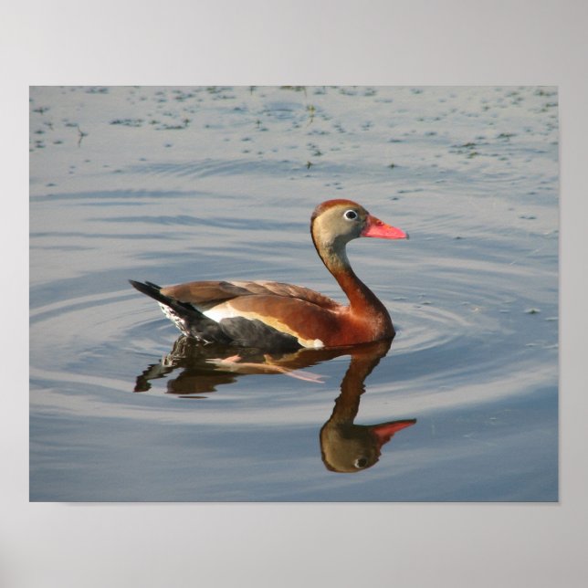 Black-bellied Whistling-Duck Poster (Front)