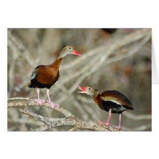 Black-bellied Whistling-Ducks Cards