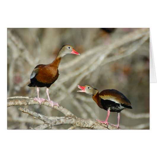 Black-bellied Whistling-Ducks Cards (Front Horizontal)