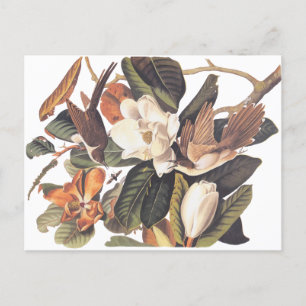 Black Billed Cuckoo Bird Postcard
