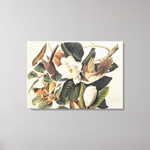 Black-billed Cuckoo on Magnolia Grandiflora, 1828, Canvas Print