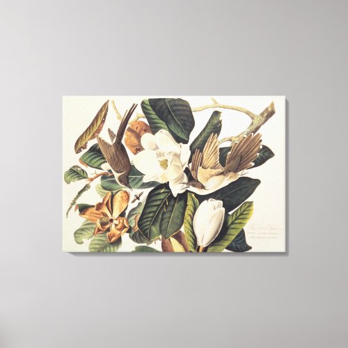 Black_billed Cuckoo on Magnolia Grandiflora 1828 Canvas Print