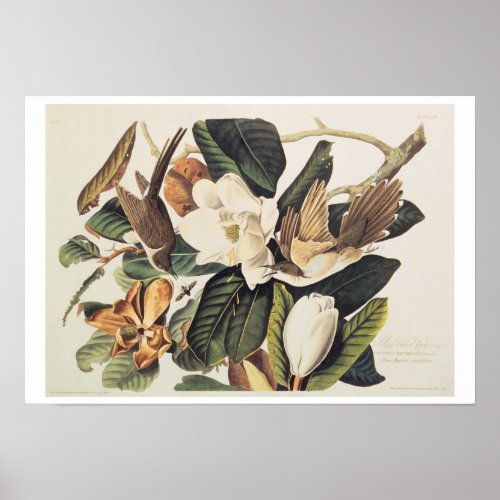 Black_billed Cuckoo on Magnolia Grandiflora 1828 Poster