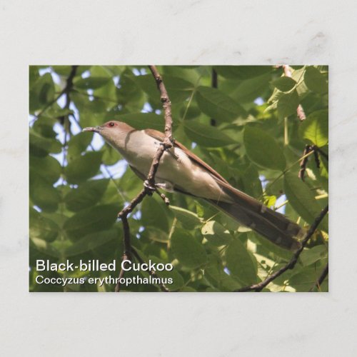 Black_billed Cuckoo Postcard