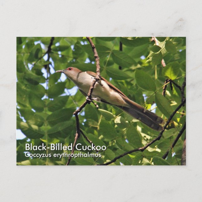 Black-Billed Cuckoo Postcard (Front)