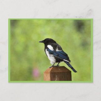 Black-billed magpie postcard