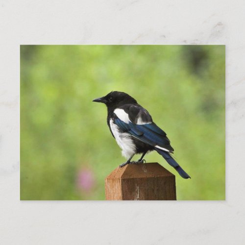 Black_billed magpie postcard