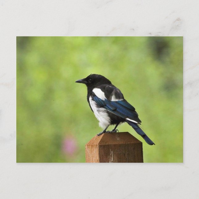 Black-billed magpie postcard (Front)