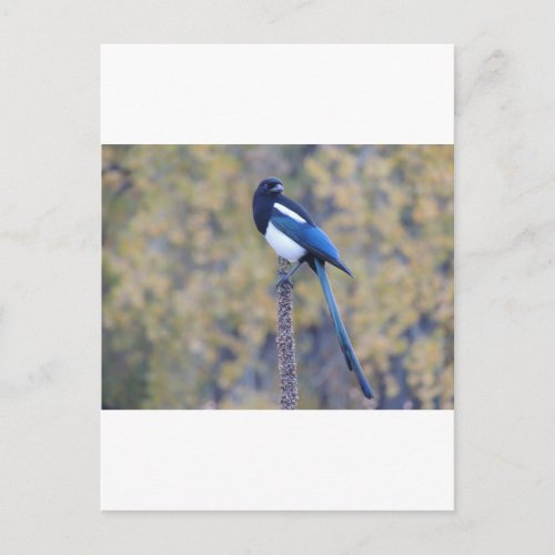 Black Billed Magpie Postcard