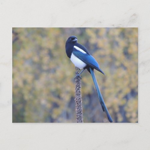 Black Billed Magpie Postcard