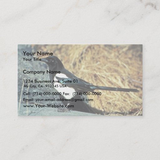 Customizable Black-billed magpie stands on rock business card template