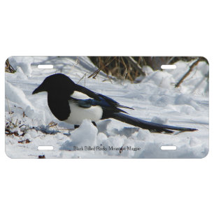 Black Billed Rocky Mountain Magpie license plate