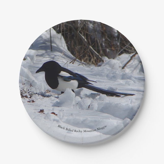 Black Billed Rocky Mountain Magpie paper plate (Front)