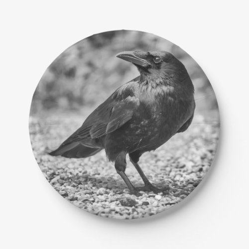 Black bird crow on the rocks paper plates