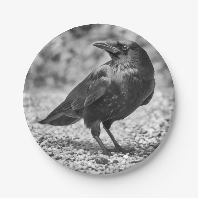 Black bird, crow, on the rocks paper plates (Front)