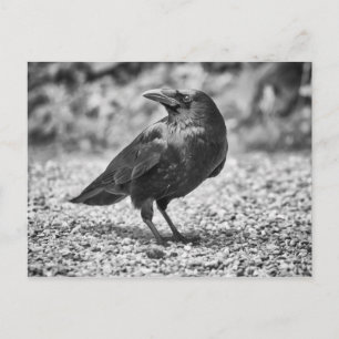 Black bird, crow, on the rocks postcard