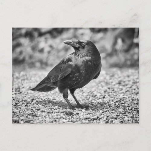 Black bird crow on the rocks postcard