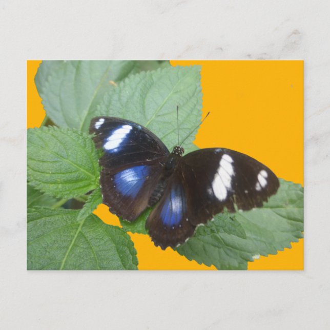 Black, Blue White Spotted Butterfly DIY Postcard (Front)