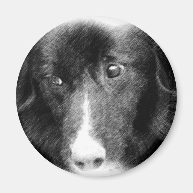 Black Border Collie Animal Art Magnet (Front)