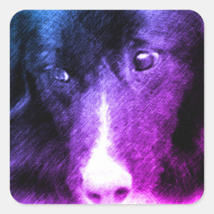 Black Border Collie Animal Art Square Sticker