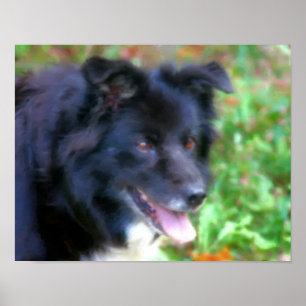 Black Border Collie Dog Art Photo Painting Poster