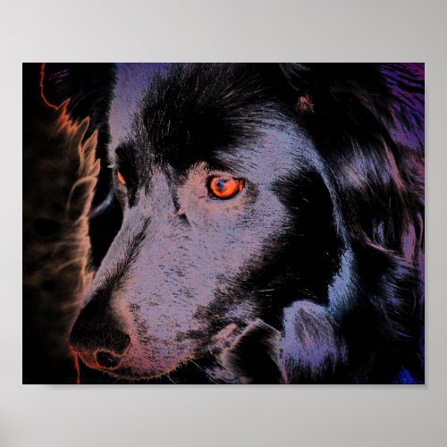 Black Border Collie Dog Face Art Poster