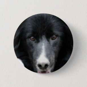 Black Border Collie Face Dog Button