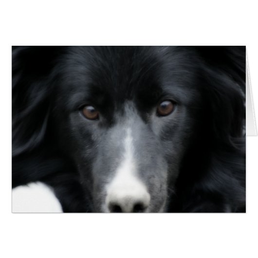 Black Border Collie Face Dog Card (Front Horizontal)