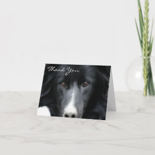 Black Border Collie Face Dog Thank You Card