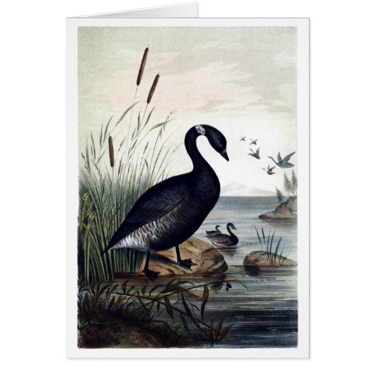 Black brant cards (Front)