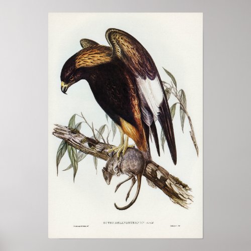 Black_Breasted Buzzard by Elizabeth Gould Poster
