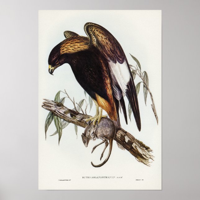Black-Breasted Buzzard by Elizabeth Gould Poster (Front)