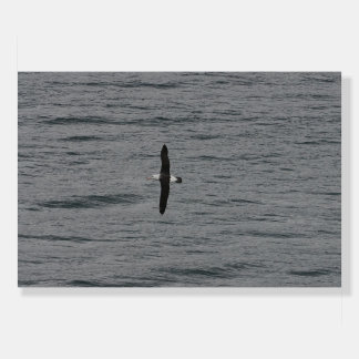 Black Browed Albatross In Flight Foam Board