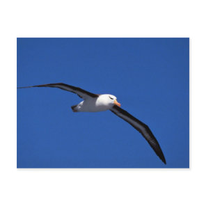 Black-Browed Albatross In Flight Postcard