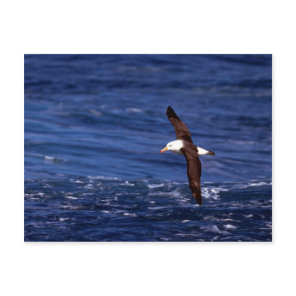 Black-Browed Albatross In Flight Postcard
