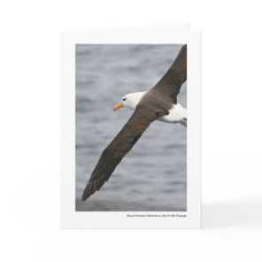 Black-browed Albatross in the Drake Passage Card