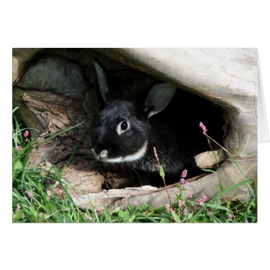 Black Bunny Cards (Front Horizontal)