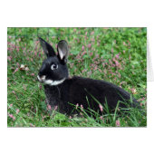 Black bunny in grass (Front Horizontal)