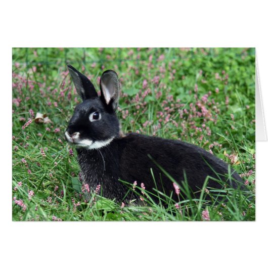 Black bunny in grass cards (Front Horizontal)