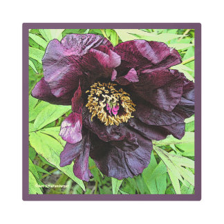 "BLACK/BURGUNDY COLORED PEONY" (PHOTOG) METAL PRINT
