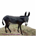 Black Burro Photosculpture<br><div class="desc">Please Sign this petition: http://www.change.org/petitions/texas-stop-killing-wild-burros ____________________________________________________________________________________________________________ Why This Is Important?... ... ... ... ... ... ... ... ... ... ... ... ... ... ... ... ... ... ... ... ... ... ... .. Less than 300 wild burros remain but Texas Parks and Wildlife intends to kill these nationally protected burros...</div>