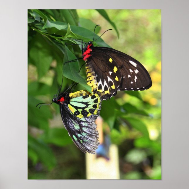 Black Butterflies Nature Poster (Front)