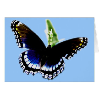 Black Butterfly Cards